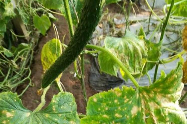 黄瓜浇多了肥怎么办 出现肥害的解决方法