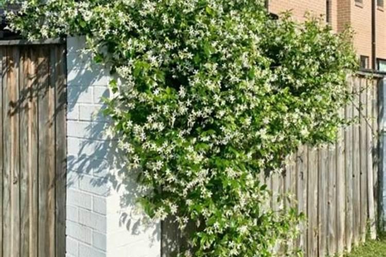 风车茉莉喜欢化肥吗？你喜欢用什么肥料？