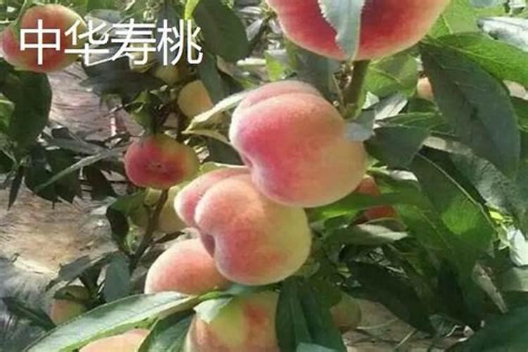 桃树怎样追肥？