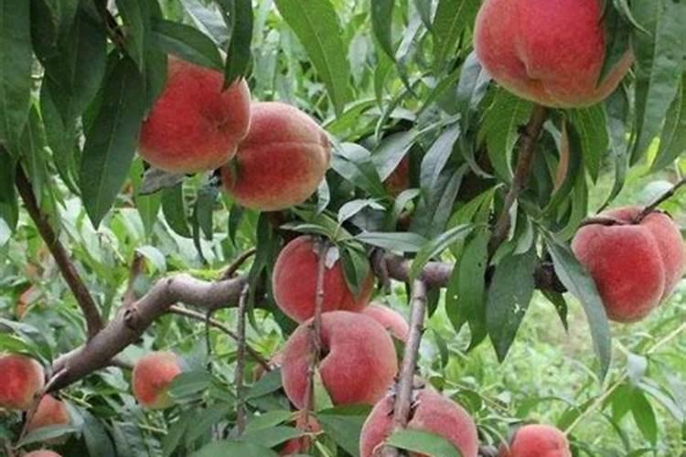 晚熟黄桃怎样施肥口感更好一些