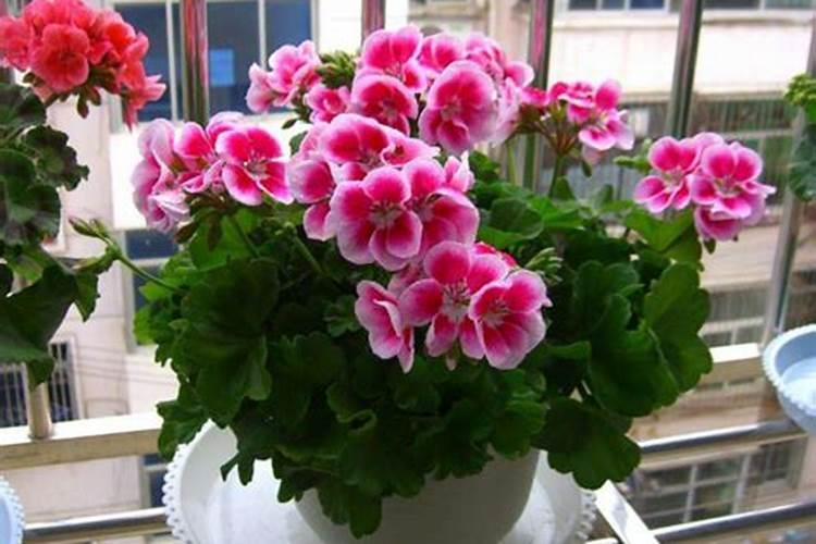 硝酸钾正确使用方法 硝酸钾是什么