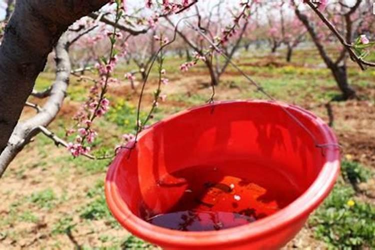 青菜有虫用什么方法可以杀虫