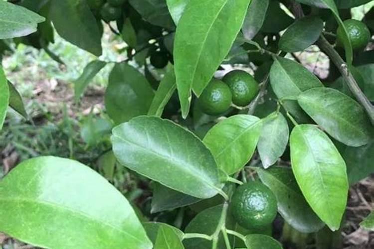 连续下雨后需要给蔬菜施肥吗