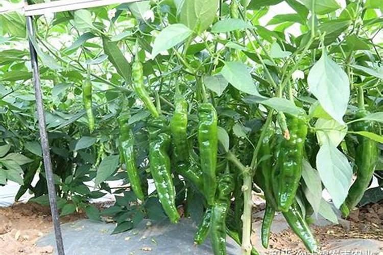 盆栽桔子树叶子发黄怎么办