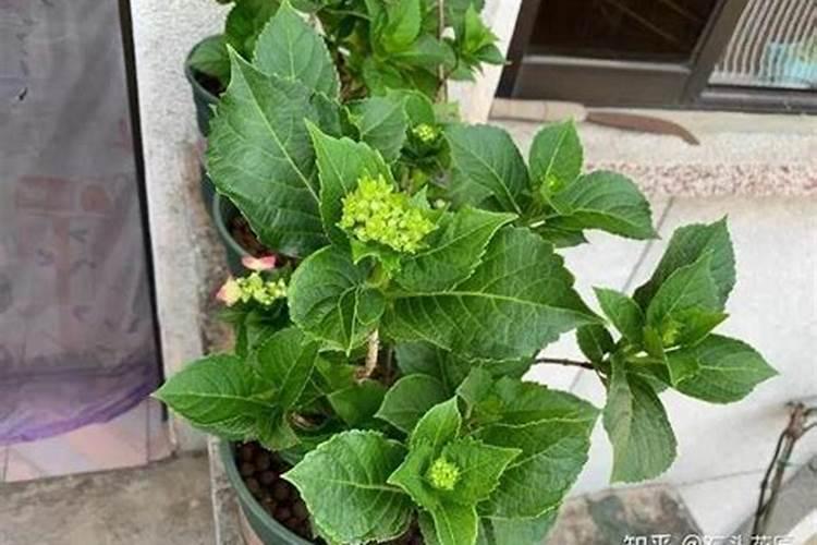 朱砂根怎么施肥