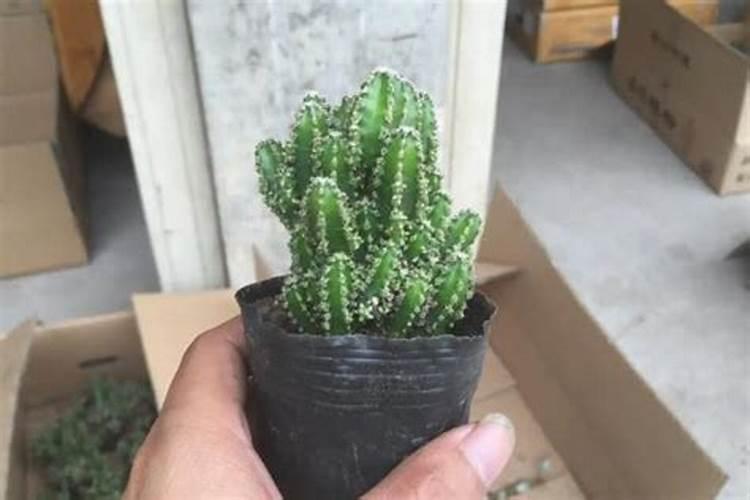 钾肥多久可以浇一次水