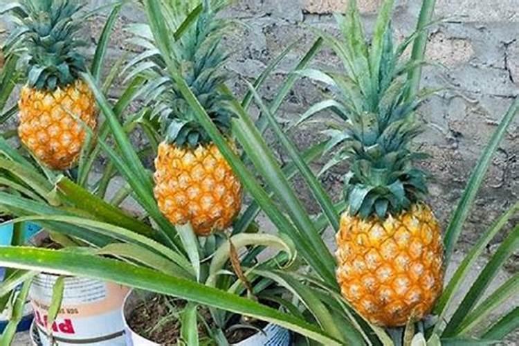 菠萝的施肥方法是什么