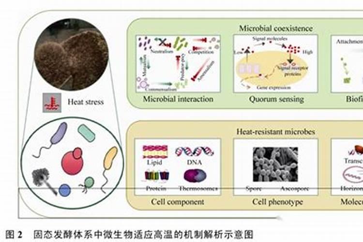 茶叶叶面肥催芽肥的正确使用