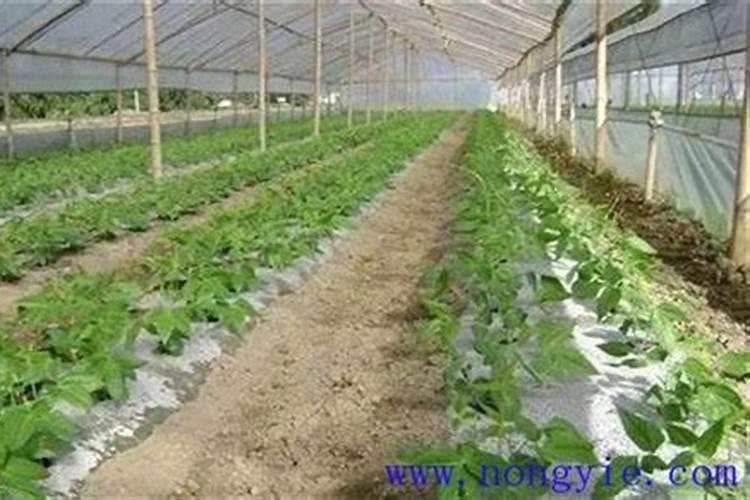 有哪些花需要磷肥