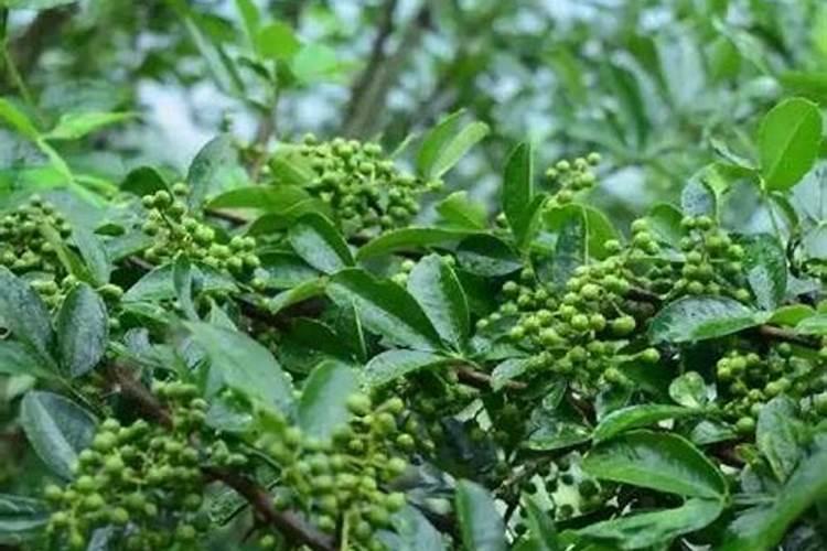 白菜施什么肥最好