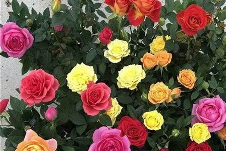 玫瑰花如何种植