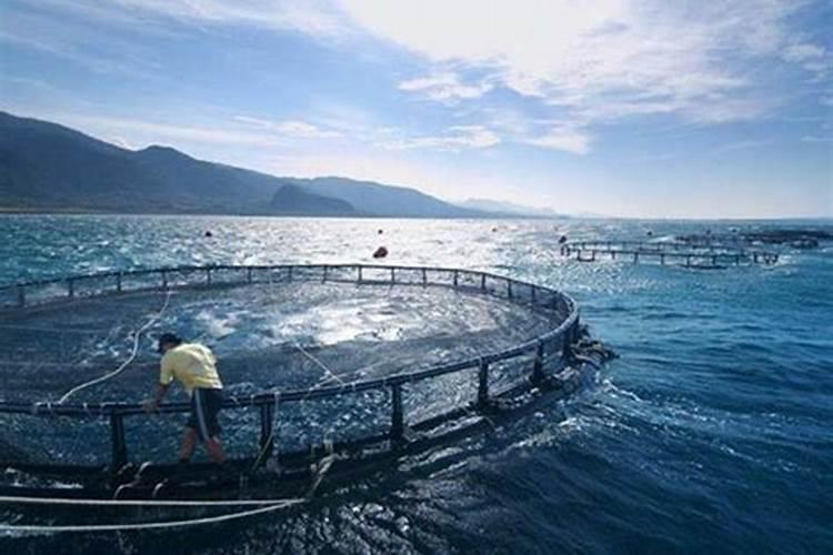 黄腐酸钾,黄腐酸浓缩液在肥料中,水产养殖中的应用
