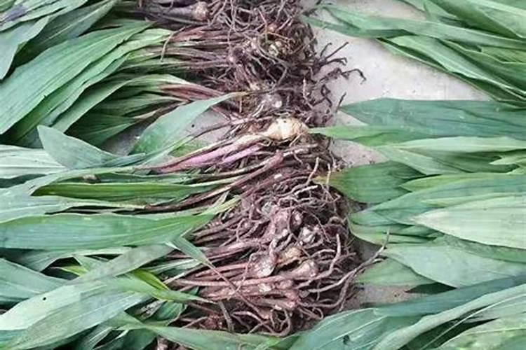 尿素和氮肥有什么区别