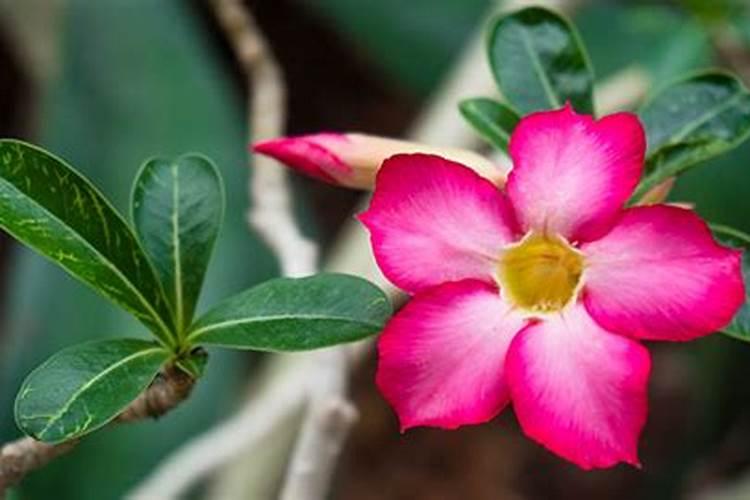 硝酸铵属于氮肥吗