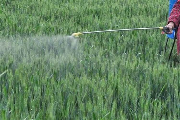 小麦打什么叶面肥增产