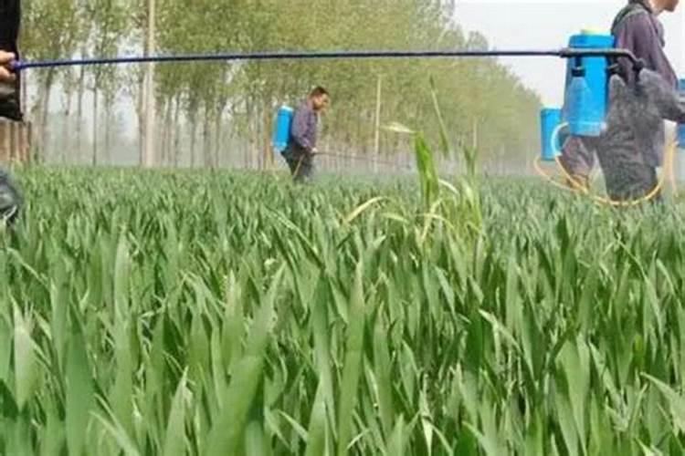 清明节前江淮早小麦能出齐穗吗？