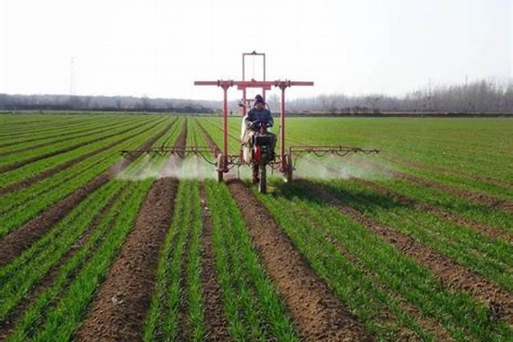 小麦清明前后还能撒尿素吗