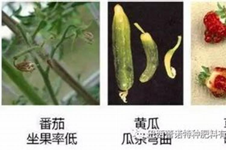 有机肥发酵快速发酵原理