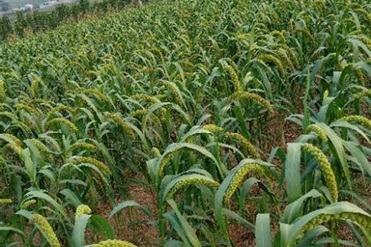 谷子叶面肥啥时候喷好 用什么叶面肥增产