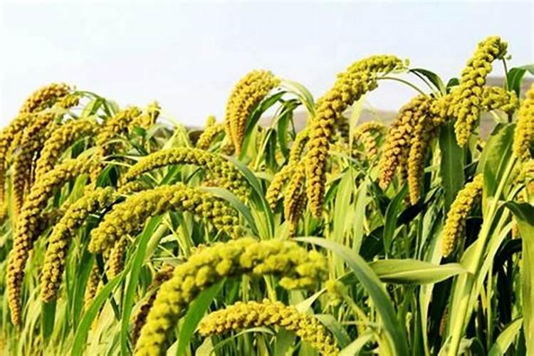 谷子出穗时冲肥还有用吗？