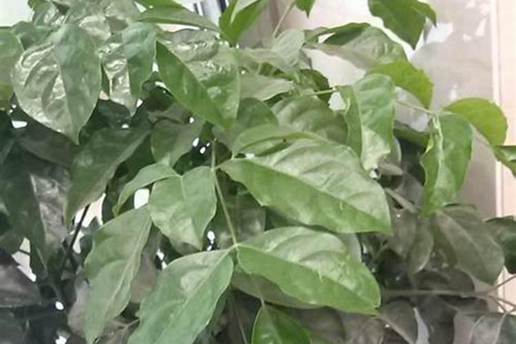 种植板蓝根一亩地需多少成本 附种植技术与经济效益