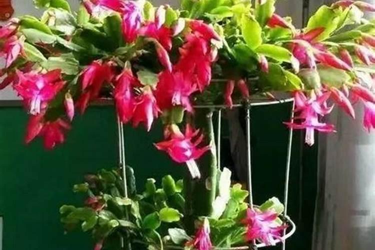 蟹爪兰什么时候施肥施什么肥好