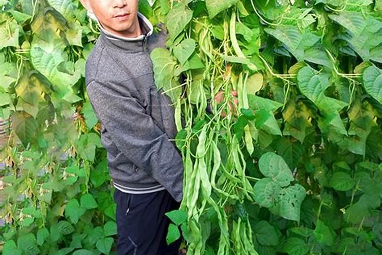 养吊兰的土怎么配