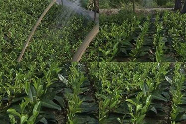 鱼蛋白叶面肥能和乙蒜素混用吗？