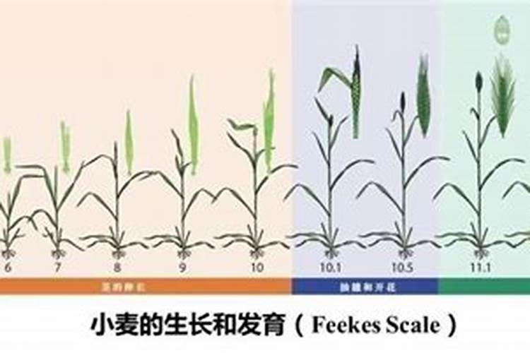 尿素可以浇月季花吗