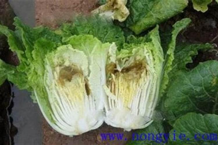 白菜干烧心能用糖醇钙吗？