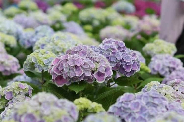 兰花浇什么肥多开花