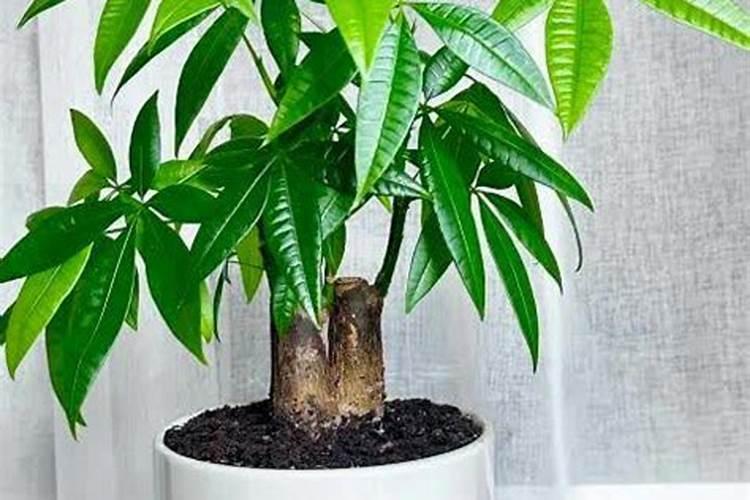 特种肥料和其它肥料有什么区别？