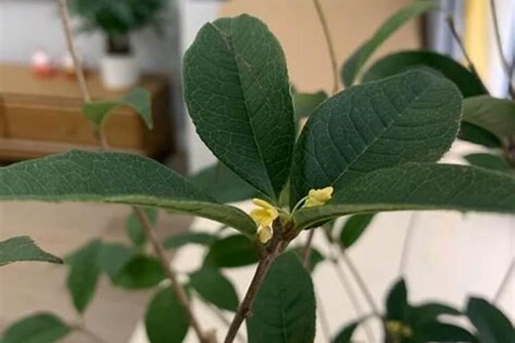 在两天苦李子可以用冲施肥吗？