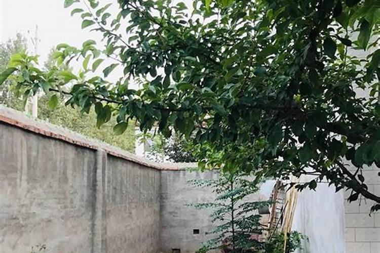 这是什么植物？