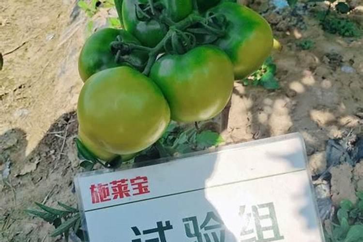 番茄苗子转色不良最简单三个步骤