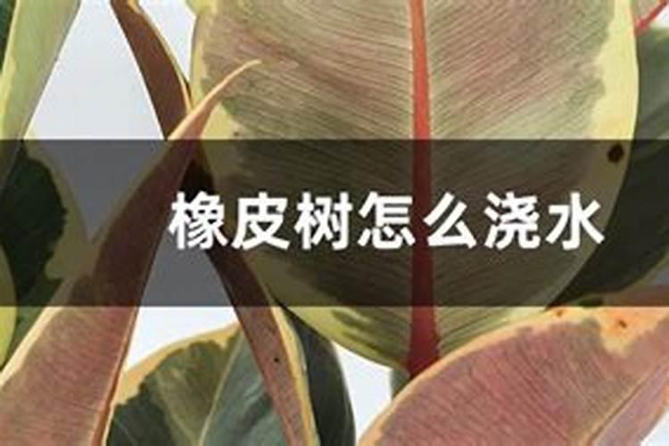 橡皮树种植需要什么肥