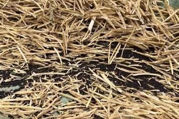 兰花用药及施肥