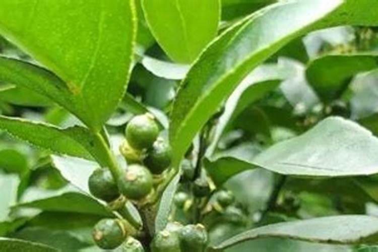 连续阴雨天月季怎么养？