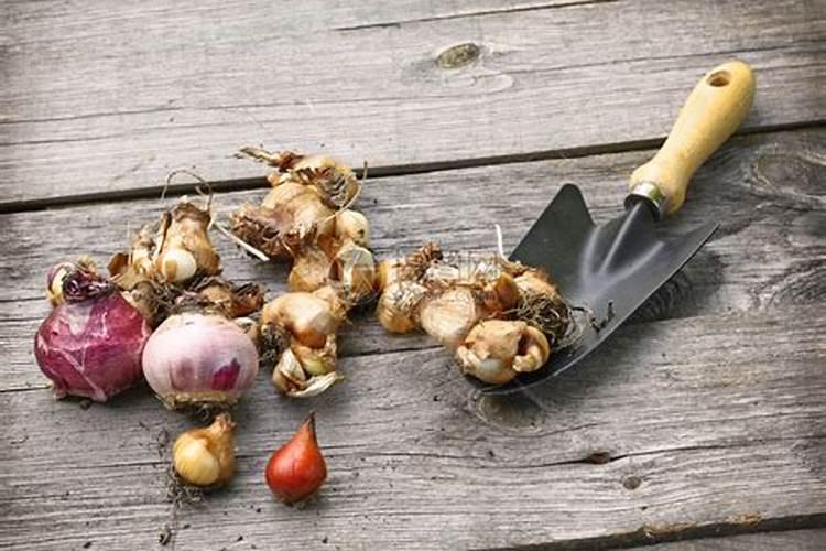 郁金香的露地栽植有哪些注意事项？