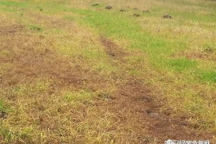 白芨苗叶片发黄发绣怎么治理？