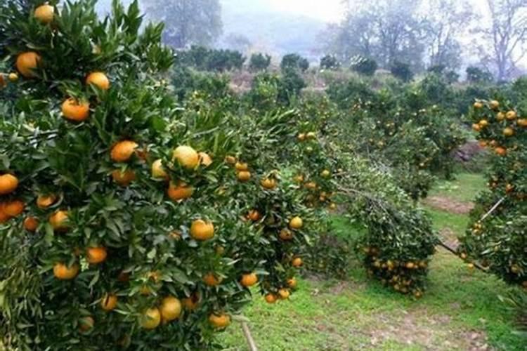 水溶肥给柿子树怎么施用