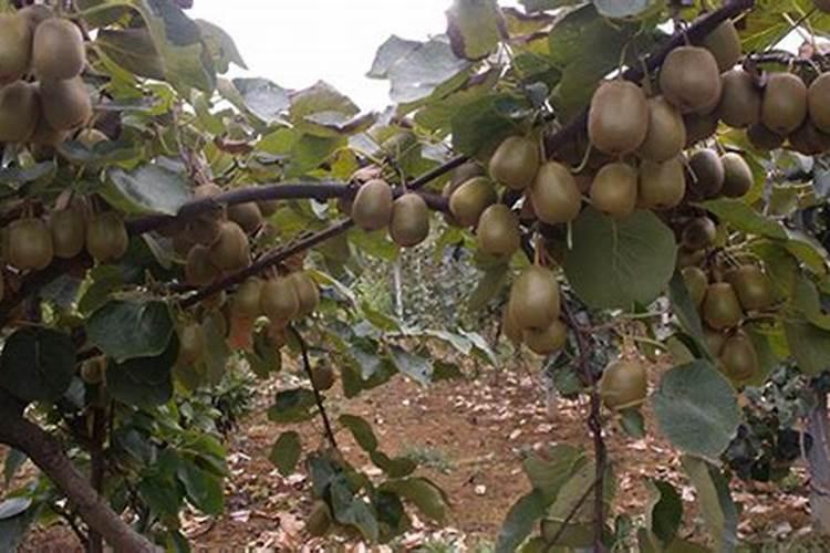 现在猕猴桃叶子发黄,用什么叶面肥好了。