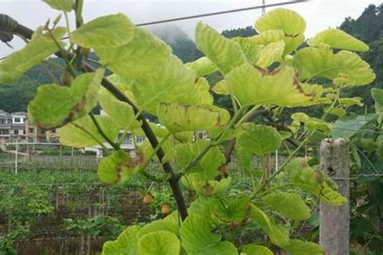 猕猴桃黄化病作防治,用啥肥(月子肥)