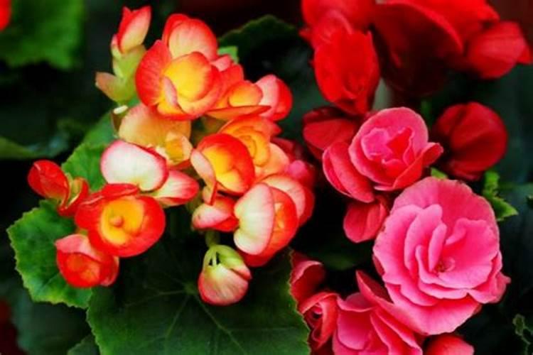 甘乐有机硅水溶肥的作用与功效