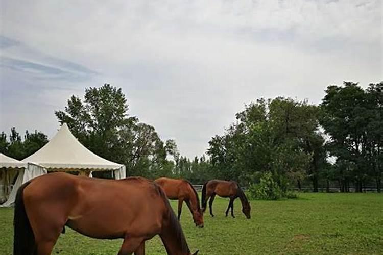 在草莓苗一天一浇水