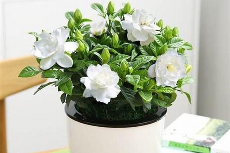 当西瓜长出几片叶子才适合去做打头这一步骤呢