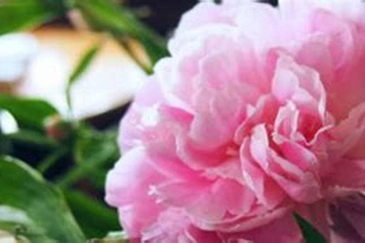 花叶喷什么又绿又亮