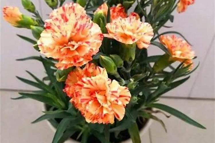 春季养花怎么施肥