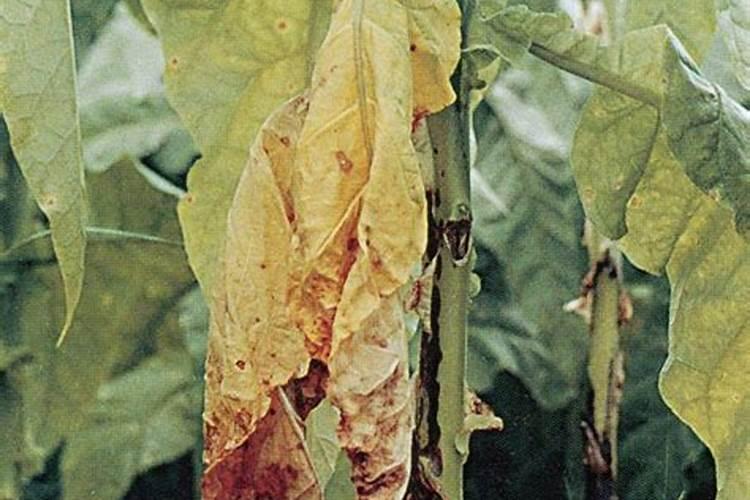 如何预防烟草青枯病