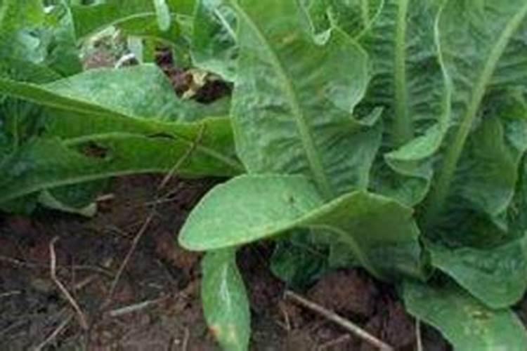 70年代,我国引进的十三套大化肥装置都在哪了？